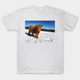 Scottish Highland Cattle Calf 1732 T-Shirt